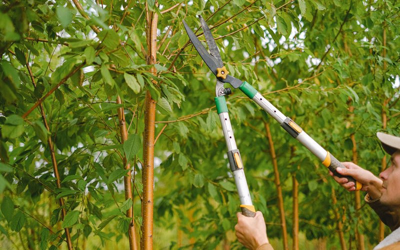 Tree trimming in Fountain Hill, AR