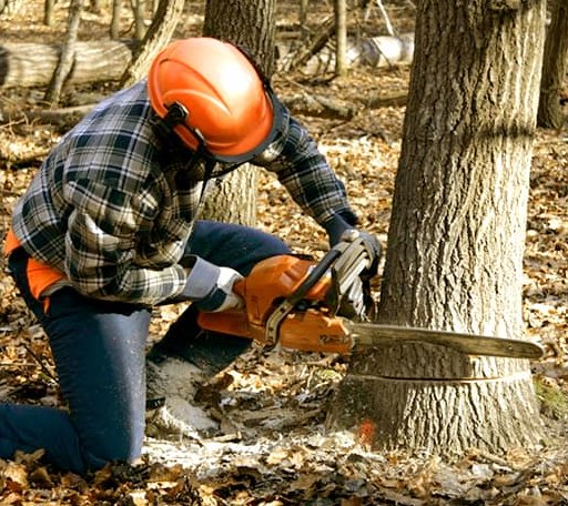 Tree Removal in Fountain Hill, AR
